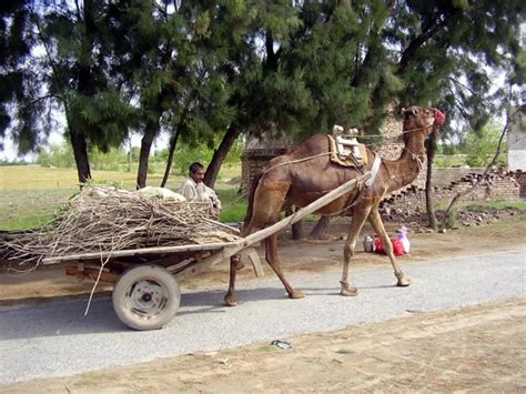 Picture Information Camel Cart In Pakistan