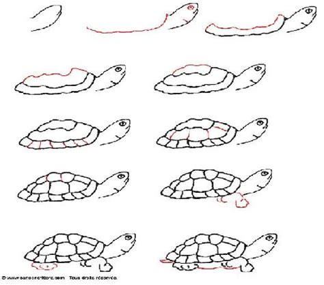 Apprendre à Dessiner Une Tortue Tprtue10