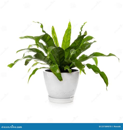 Bird Nest Fern Plant Isolated On White Asplenium Nidus Stock Photo