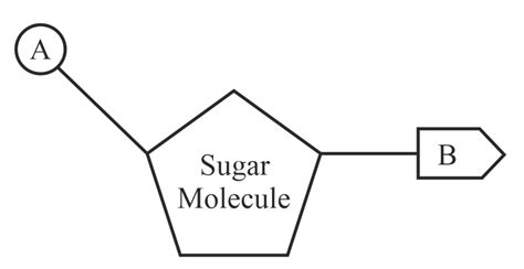 Draw the structure of nucleoside