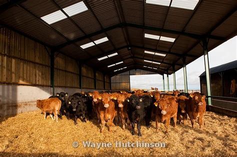 Wayne Hutchinson Photography Beef Steers In Modern Livestock Shed