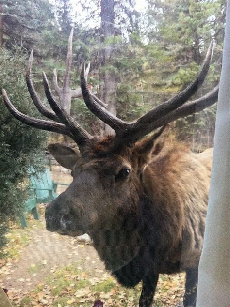 102 best images about Estes Park Wildlife on Pinterest | Horns, Lakes and The elk