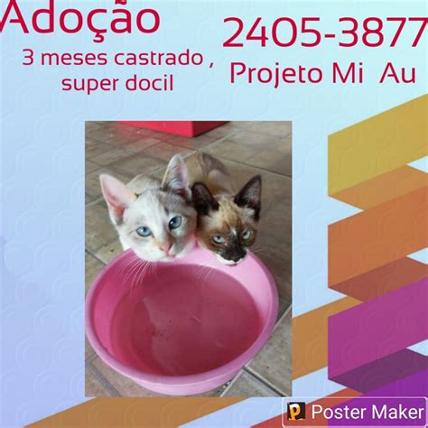 Adote Um Gatinho Ong Projeto Miau