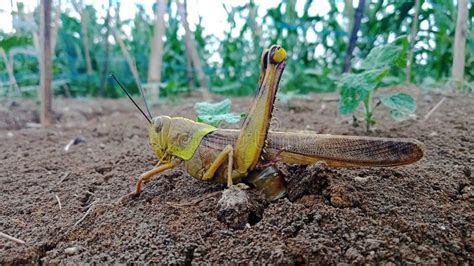 Grasshopper Laying Eggs Stock Photos - Free & Royalty-Free Stock Photos from Dreamstime