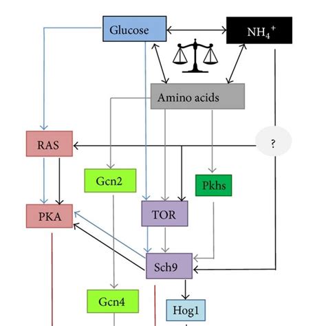 Schematic Of Nutrients Glucose Amino Acids And Ammonium That