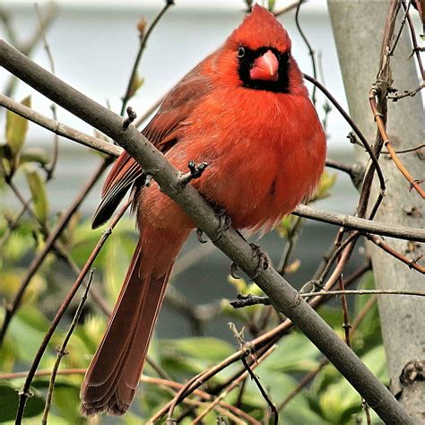 Male Northern Cardinal Massapequa New York Canon Sx50 H Flickr