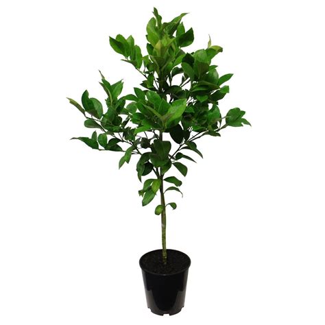 meyer lemon tree buy 1