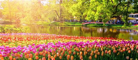 Holland zur Tulpenblüte Reise Niederlande Südholland