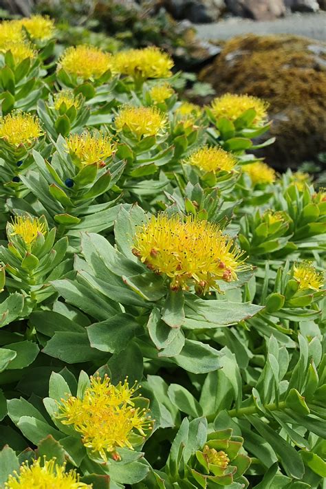 Proven Health Benefits Of Rhodiola Rosea 60 Off