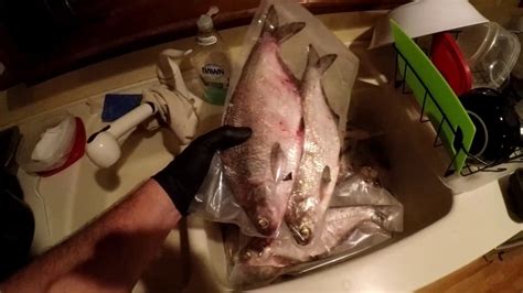 How To Vacuum Seal And Freeze Gizzard Shad YouTube