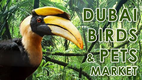 Dubai Birds Pets Market Exotic Certified Pets Discover Dubai