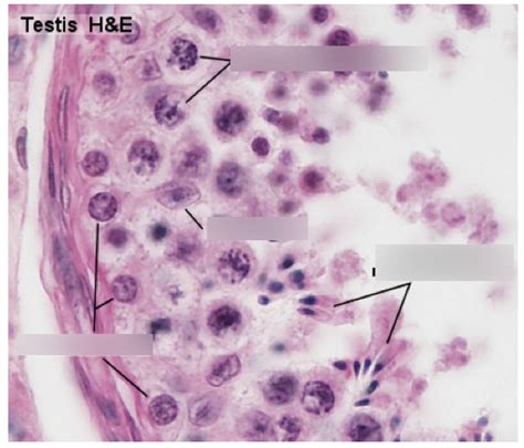 BSC216 Lab Exam 3 Testes Histology Diagram Quizlet