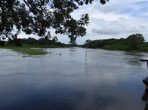 Caño Negro Wetlands Wildlife Refuge Photos