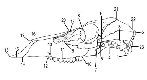 The landmarks used in this study are shown on a left lateral view of a ...