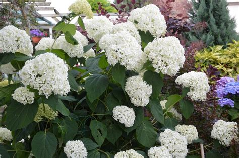 Hortensia Hydrangea Arborescens Sheep Cloud