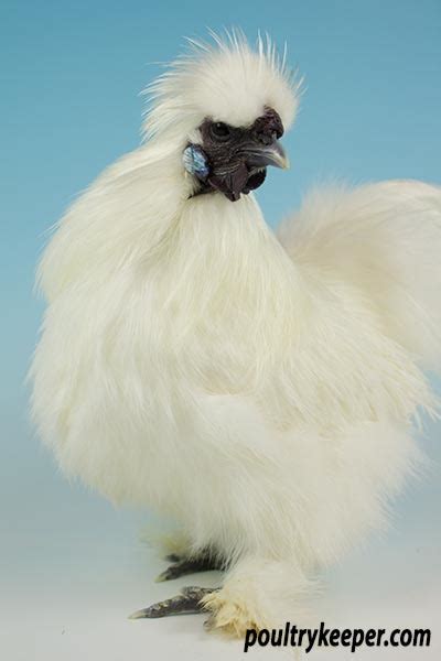 Silkie Chickens Breed In Focus