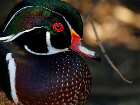 Wood Duck At Kings Pond Smithsonian Photo Contest Smithsonian Magazine