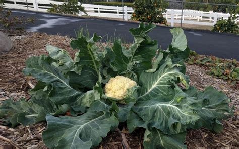 Cauliflower In Colors Greg Alders Yard Posts Southern California