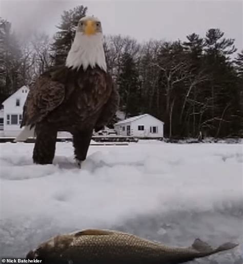 What A Catch Bald Eagle Steals Fishermans First Fish Of The Day In