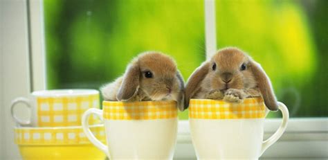 Cute Bunny HD Wallpapers:Amazon.ca:Appstore for Android