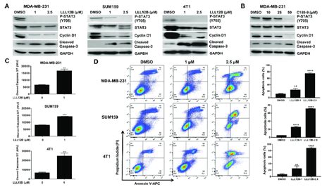 Lll B Inhibited Stat Nuclear Translocation And Il Induced Stat