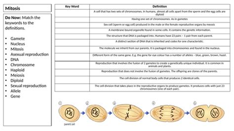 Igcse Gcse Biology Mitosis And Meiosis Teaching Resources