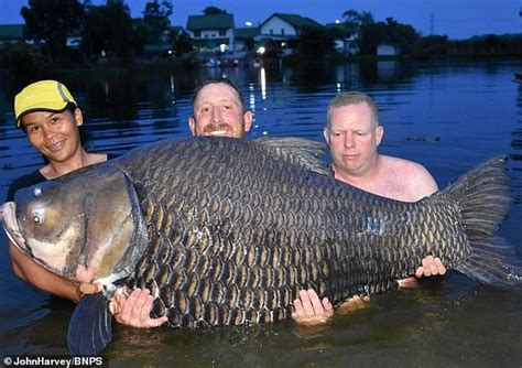 Fishermen more than a few hours struggling to catch a giant carp ...