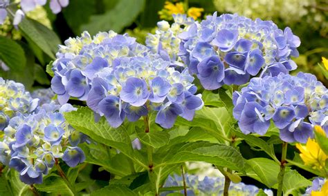 Bauernhortensie Hydrangea Macrophylla