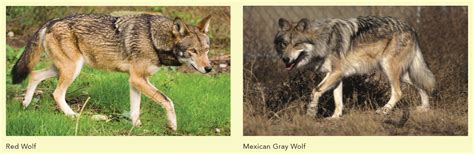 Red wolves, Mexican gray wolves are valid taxonomic species, researchers say | College of Arts ...