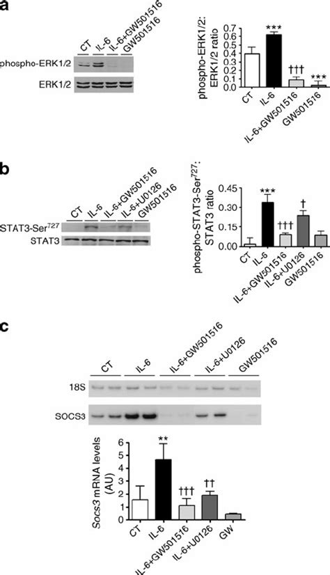 Ppar Activation Inhibits Il Induced Erk Phosphorylation