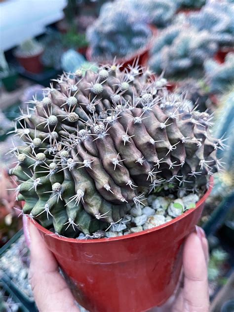 Crested Gymnocalycium Anisitsii Rare Cactus Etsy