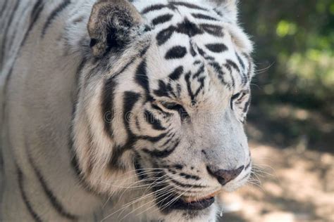 Wild Animal Bengal White Tiger Bleached Tiger, in Al Ain Zoo, Safari ...