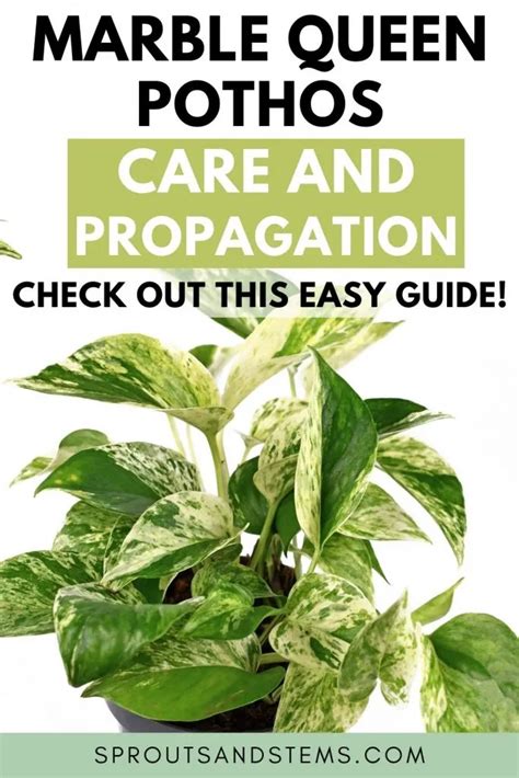 Marble Queen Pothos How To Care For And Propagate The Queen Artofit