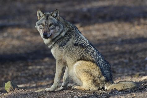 The mexican wolf facts diet habitat pictures – Artofit