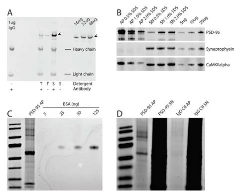 Western Blot Analysis Of Psd 95 Affinity Purification Ap Using Mouse