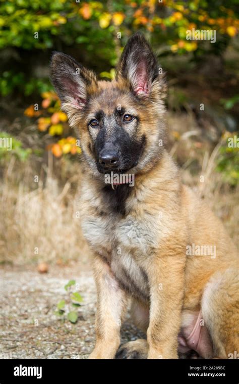 Portrait Of A German Shepherd Dog Puppy 3 Months Old In Front Of