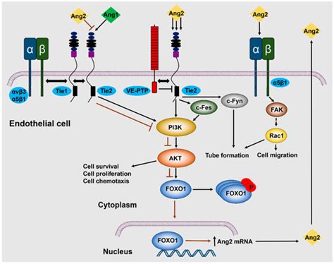 Cells Free Full Text Role Of Angiopoietin 2 In Vascular Physiology