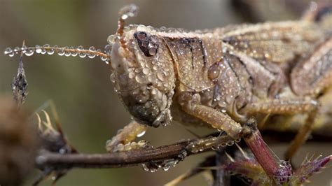 Ladybug swarm detected by weather radar over Southern California