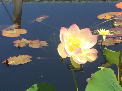 Creating True Peace Meditation Series - Acupuncture for Health, Healing