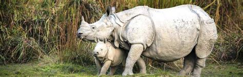 Manas National Park Animals, Manas Animals Information