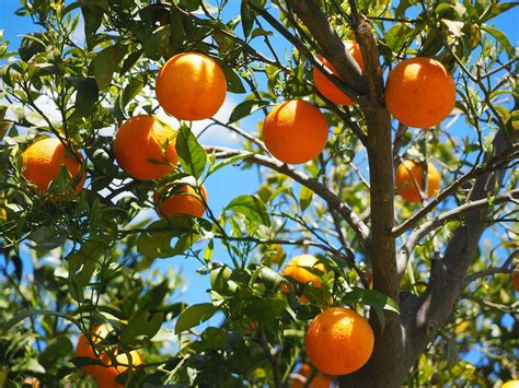 How To Pick Fruit From Tall Trees Garden Apex