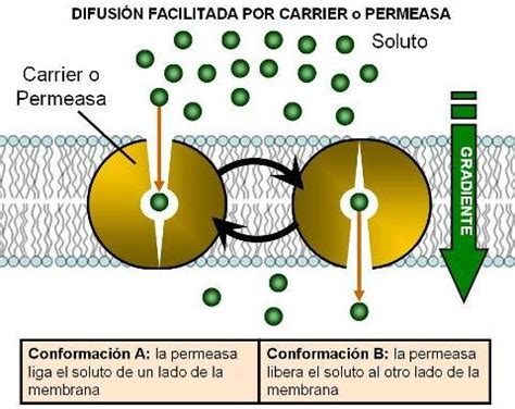 Biologia Como Ocurre La Circulaci N En Las Plantas