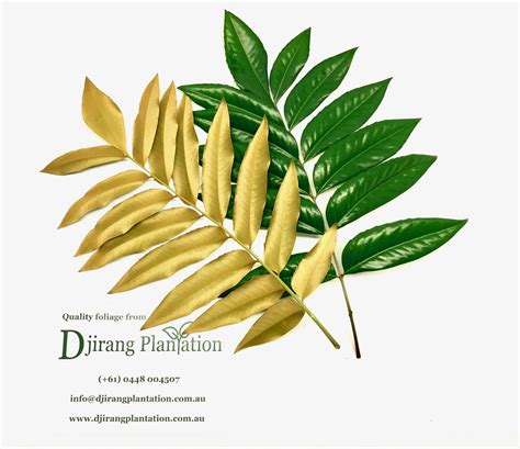 Hidden Bronze – Leaf bunches – Djirang Plantation
