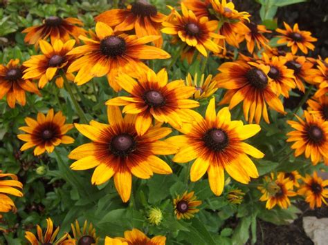 Perennials For Cut Flowers - Flowers For A Cutting Garden | HGTV