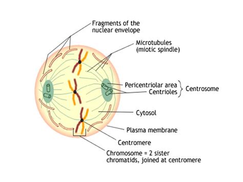 Interphase Diagram Labeled - Wiring Diagram Pictures