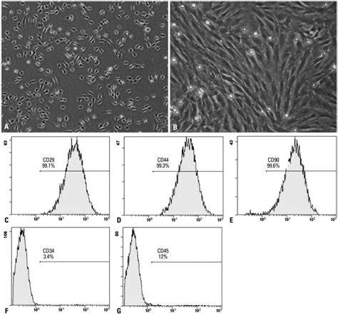 Phenotypic Characterization Of Mscs A The Initial Passage Mscs Grew