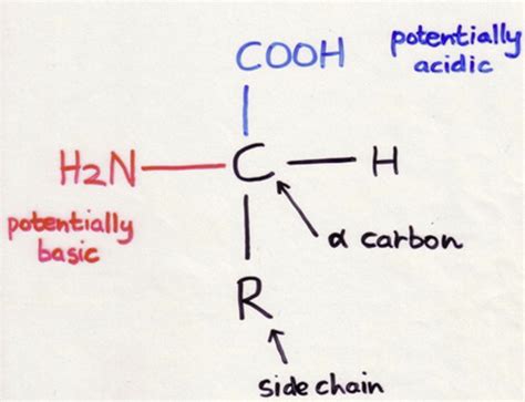 Amino Acids And Proteins Flashcards Quizlet