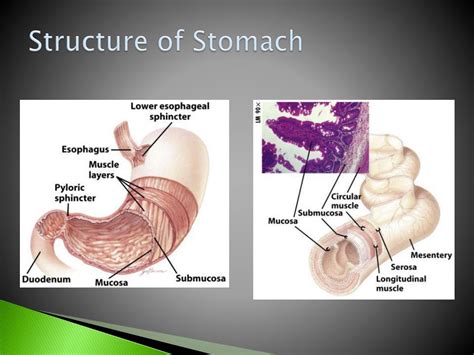 Ppt Human Digestion Powerpoint Presentation Free Download Id 6121490