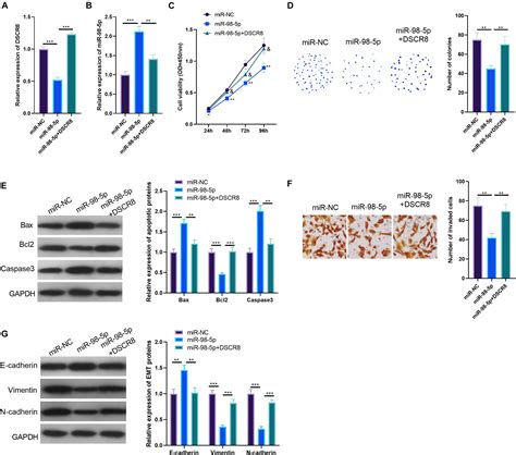 Frontiers A Positive Feedback Loop Of Lncrna Dscr Mir P Stat