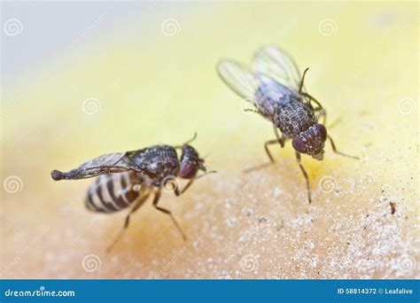 Drosophila Melanogaster Male Fruit Fly On A Green Leaf Stock